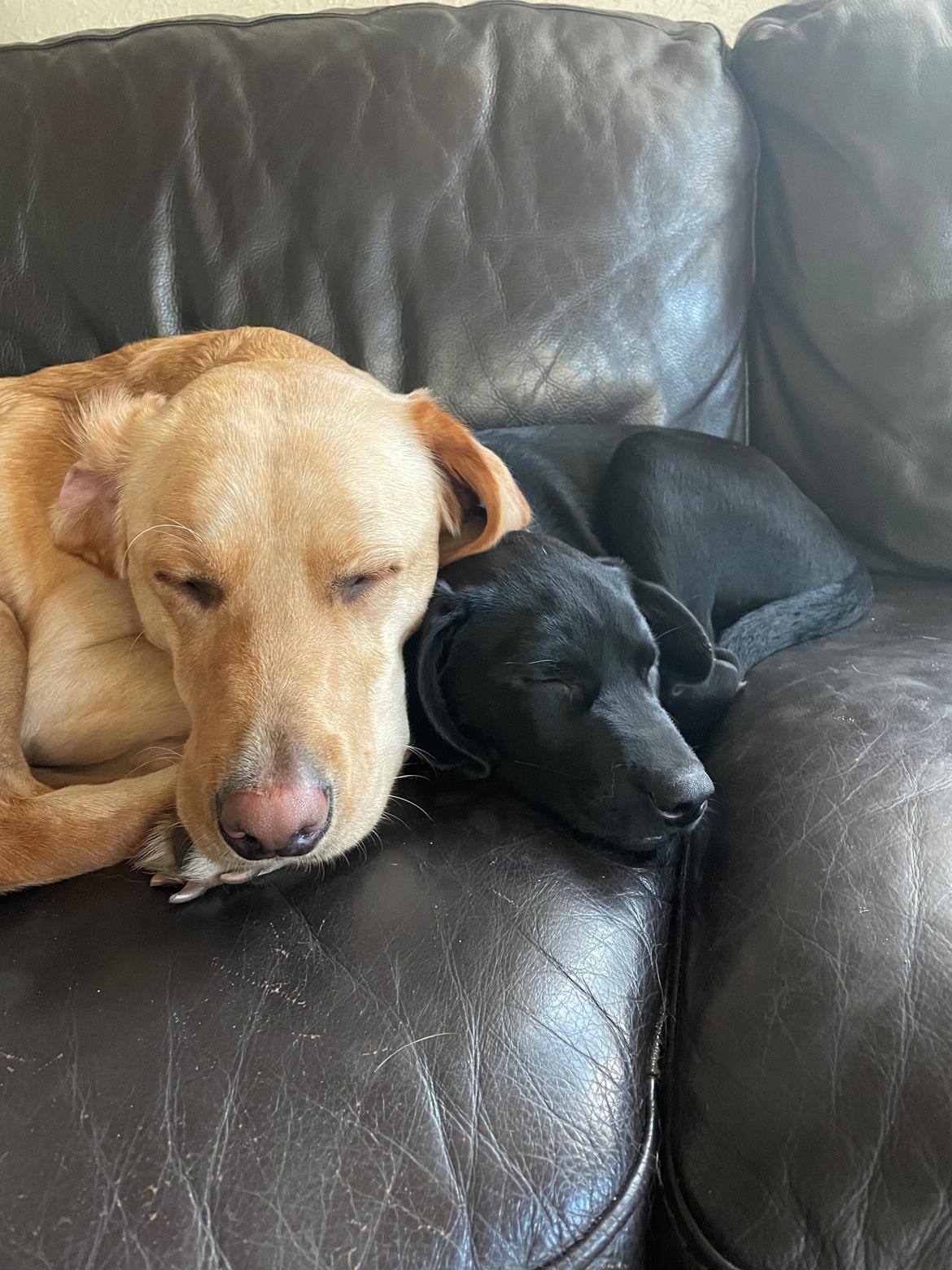 Blanding af racer Sallie billede 28