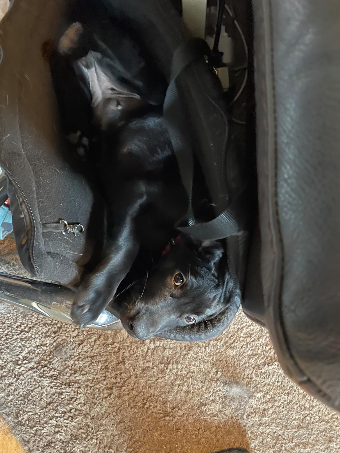 Blanding af racer Sallie billede 29