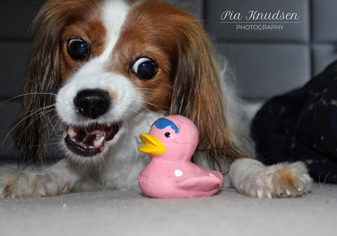 Blanding af racer Fiibi billede 2