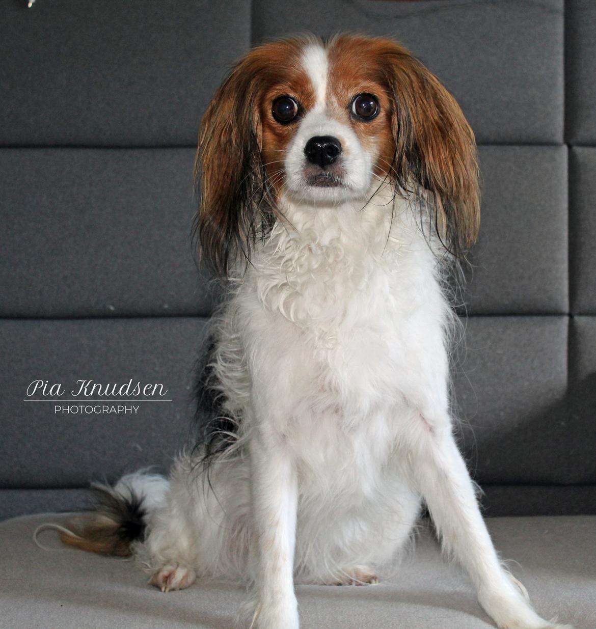 Blanding af racer Fiibi Himmelhund billede 1