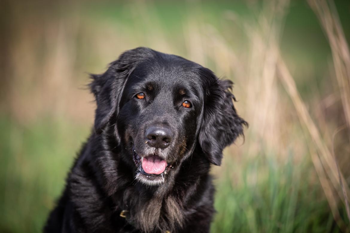 Hovawart Juno billede 29