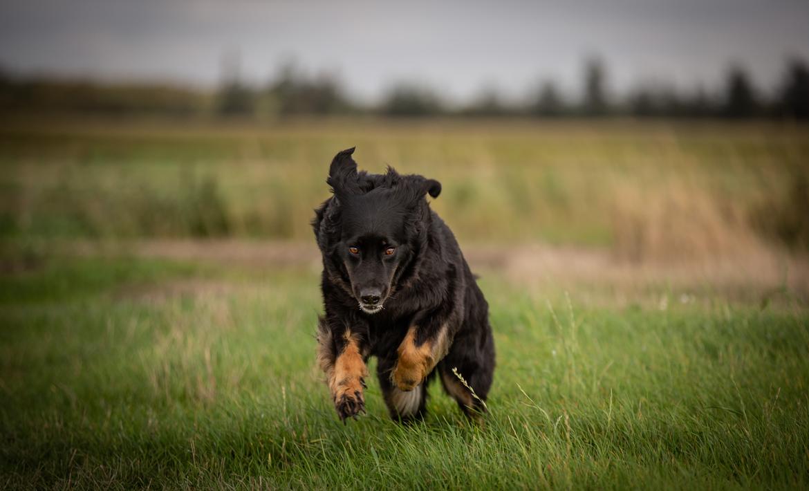 Hovawart Juno billede 30