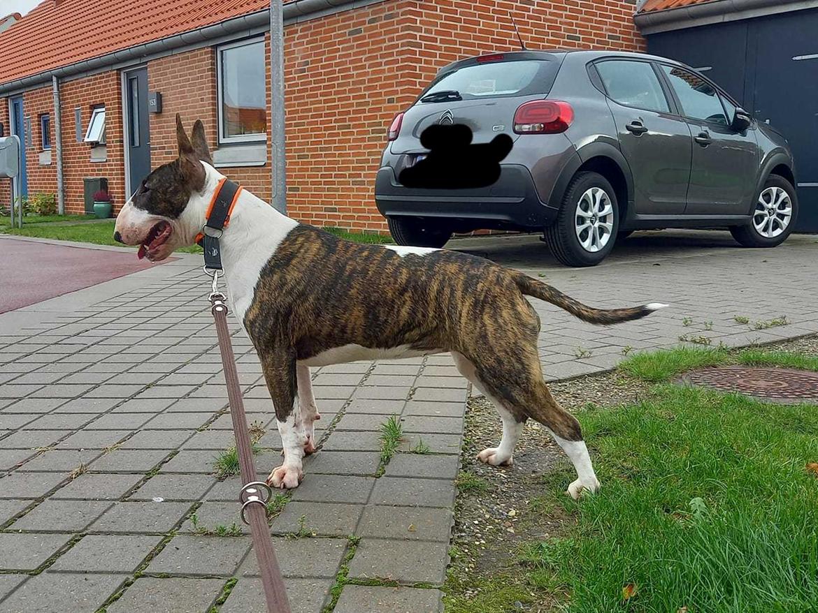 Bullterrier Else - 7,5 måned billede 7