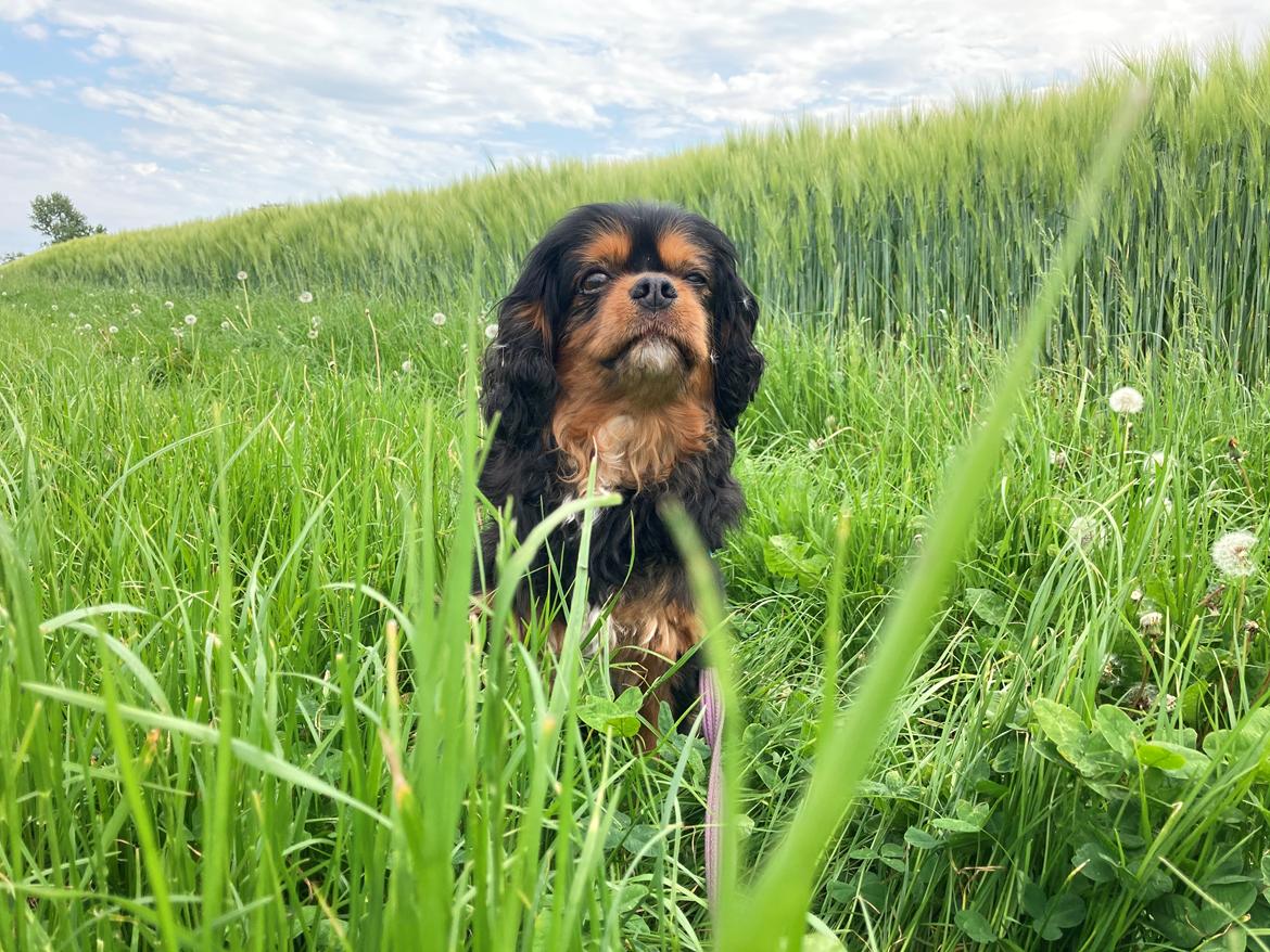 Cavalier king charles spaniel Buster billede 7