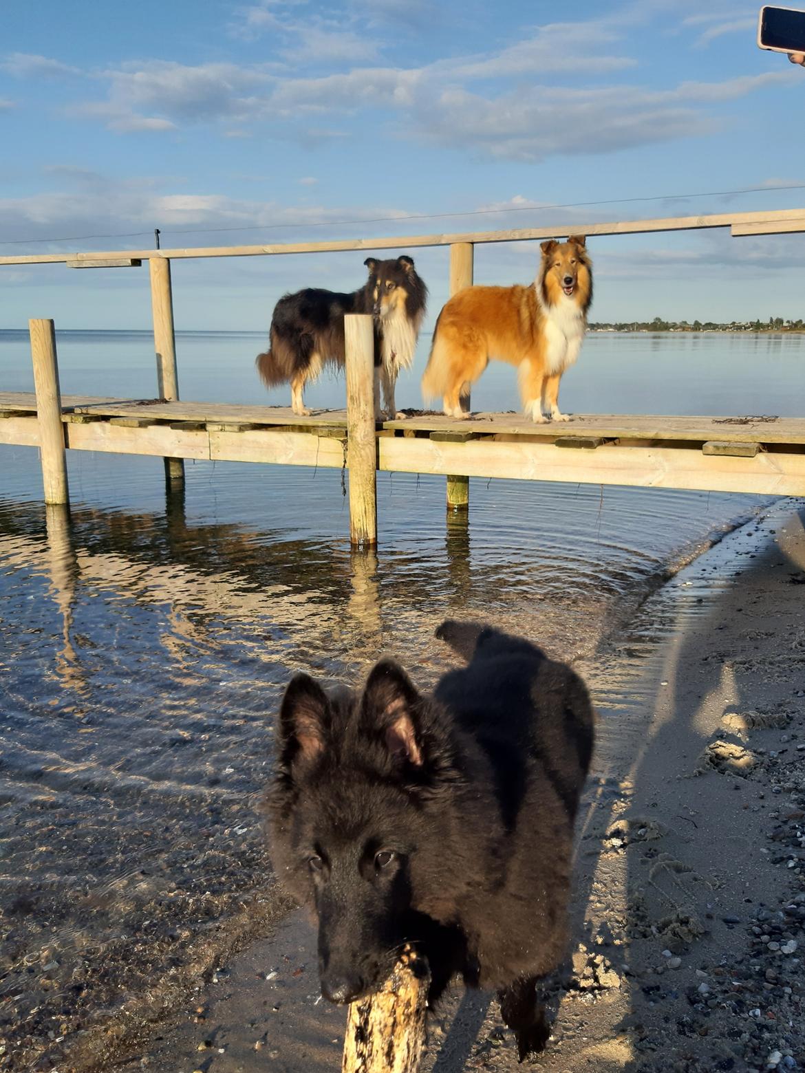 Groenendael Hashtag billede 3