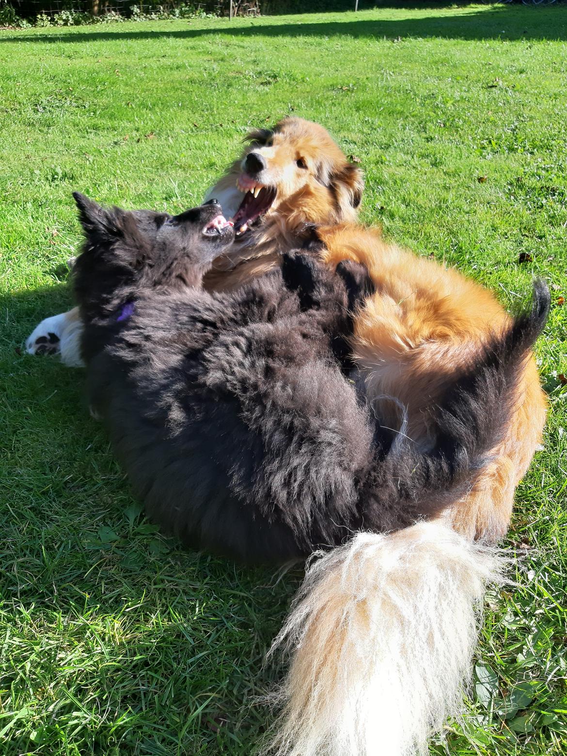 Groenendael Hashtag billede 5