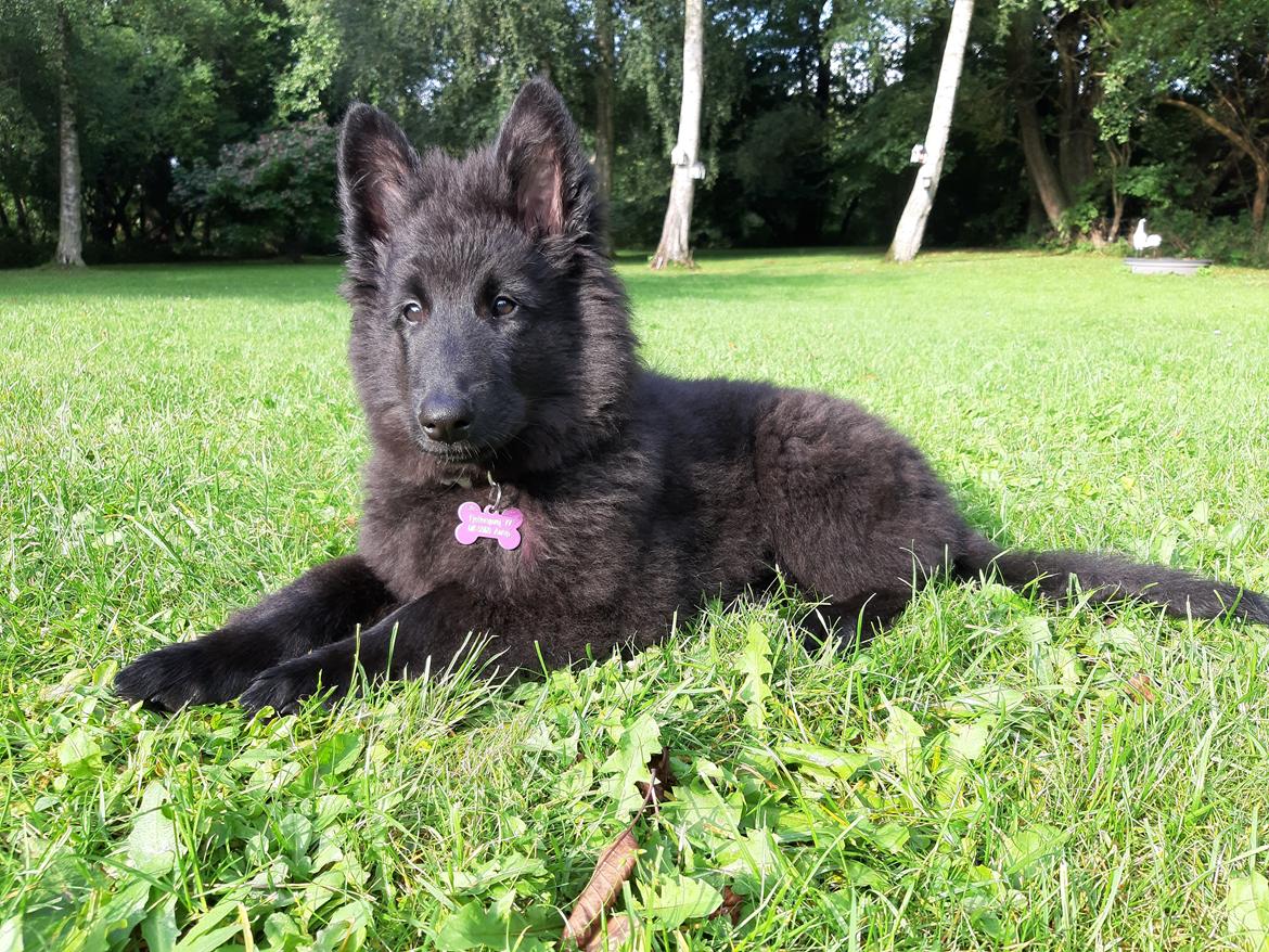 Groenendael Hashtag billede 6