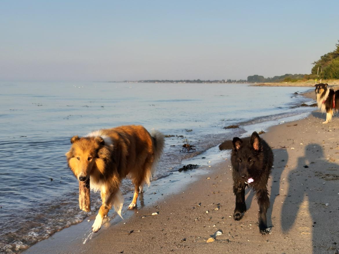 Groenendael Hashtag billede 7