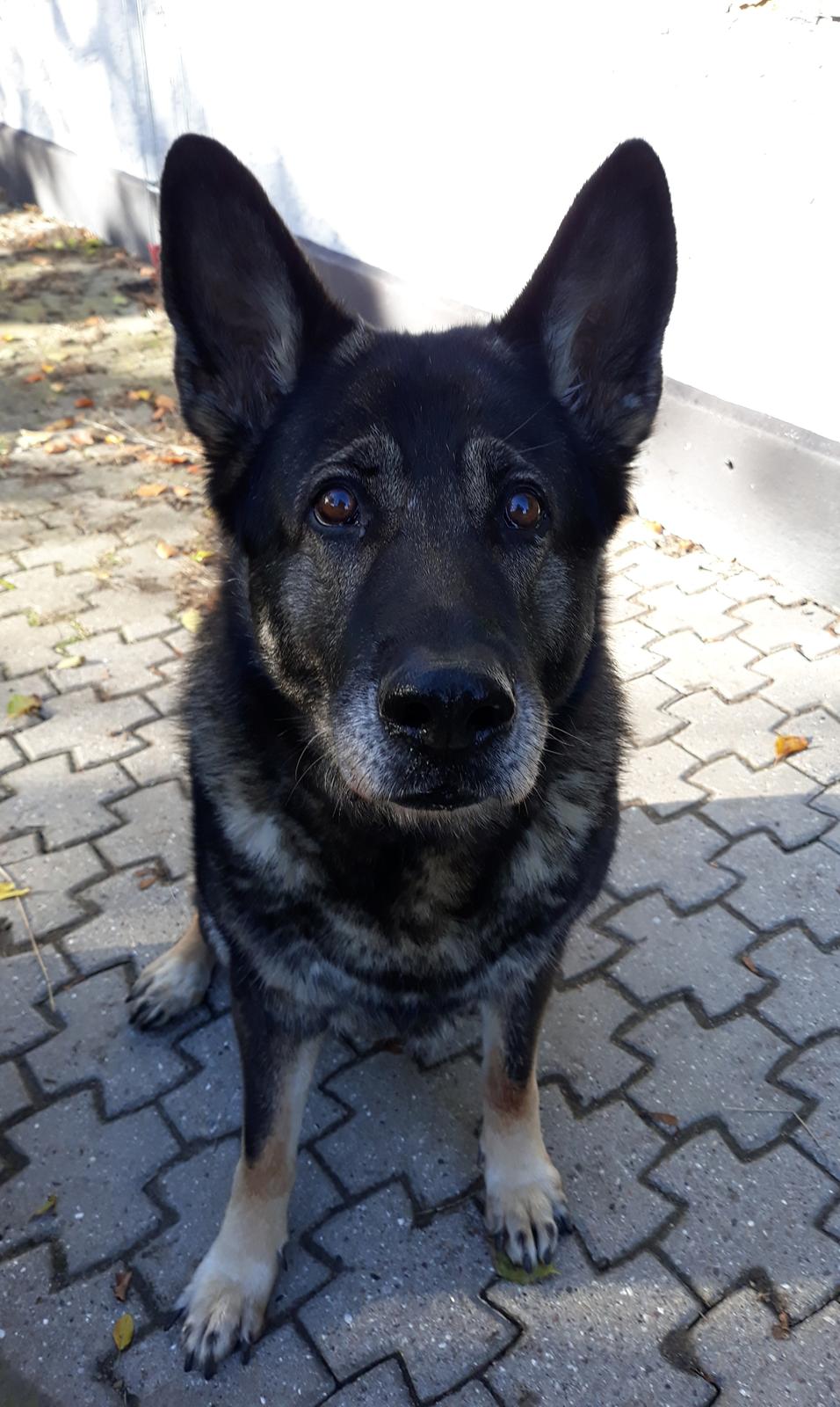 Schæferhund Sportshund Gipsi. (Gipsi). billede 8
