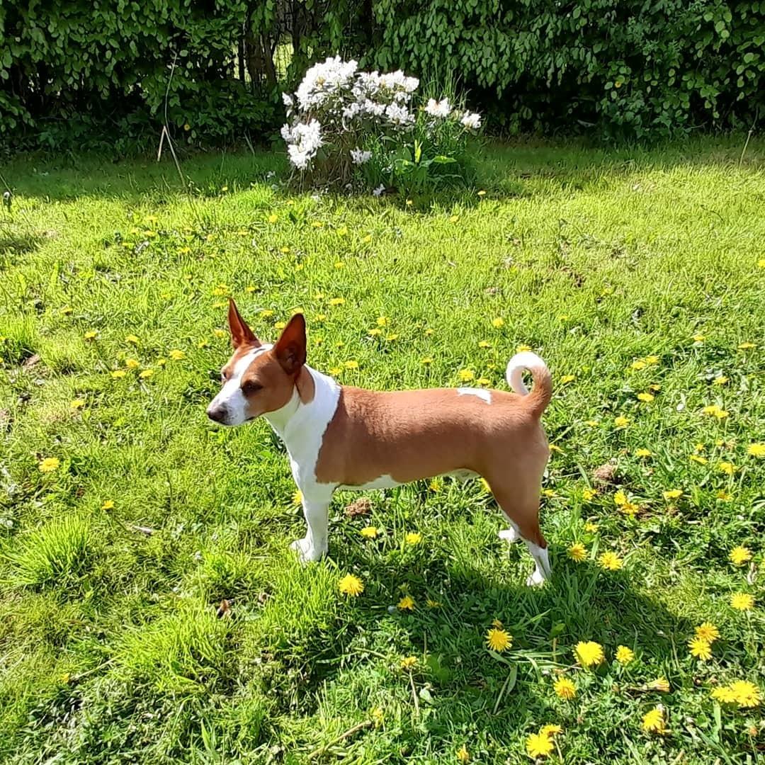 Rat Terrier Solgaards Buddy billede 22