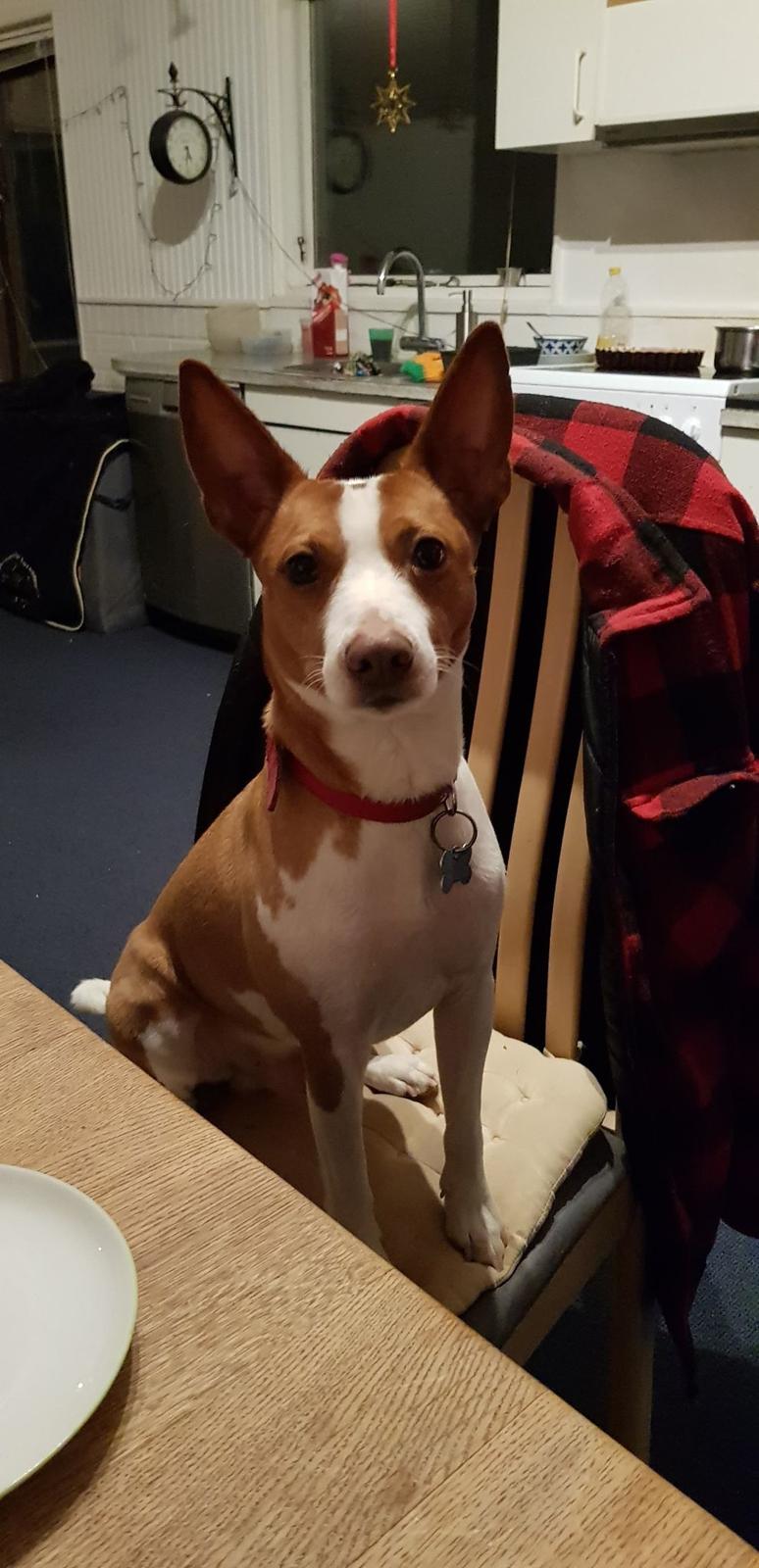 Rat Terrier Solgaards Buddy billede 24