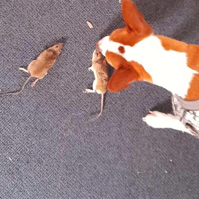 Rat Terrier Solgaards Buddy - Buddy på arbejde med at fange mus dygtig Buddy billede 21