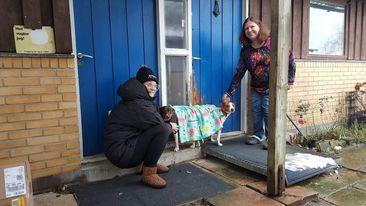 Rat Terrier Solgaards Buddy - Der laves hvalpe billede 23