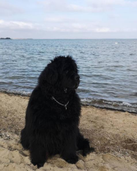 Newfoundlænder bjørn billede 1