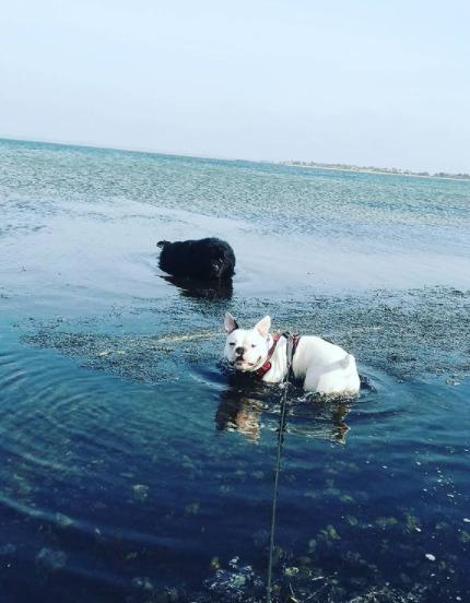 Newfoundlænder bjørn billede 2