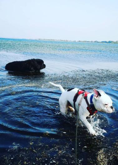 Newfoundlænder bjørn billede 3