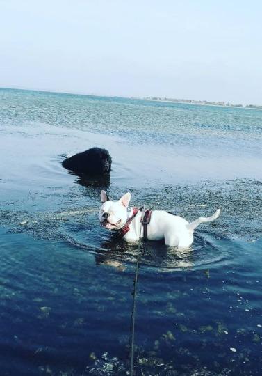 Newfoundlænder bjørn billede 4