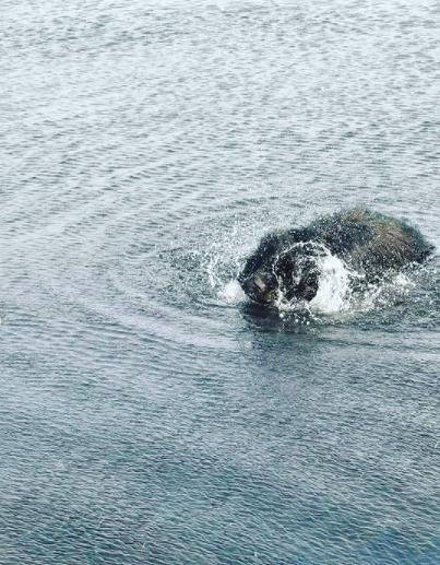 Newfoundlænder bjørn billede 6