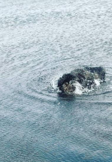 Newfoundlænder bjørn billede 7
