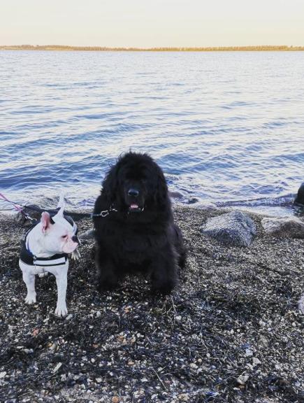 Newfoundlænder bjørn billede 8