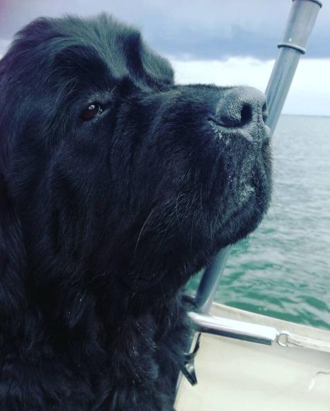 Newfoundlænder bjørn billede 9