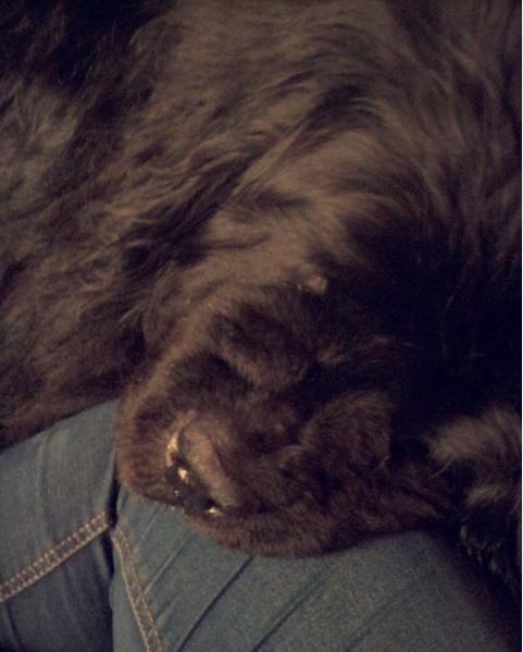 Newfoundlænder bjørn billede 10