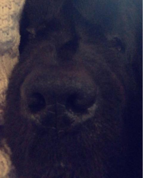 Newfoundlænder bjørn billede 11