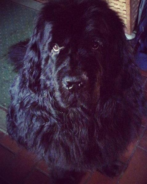 Newfoundlænder bjørn billede 12