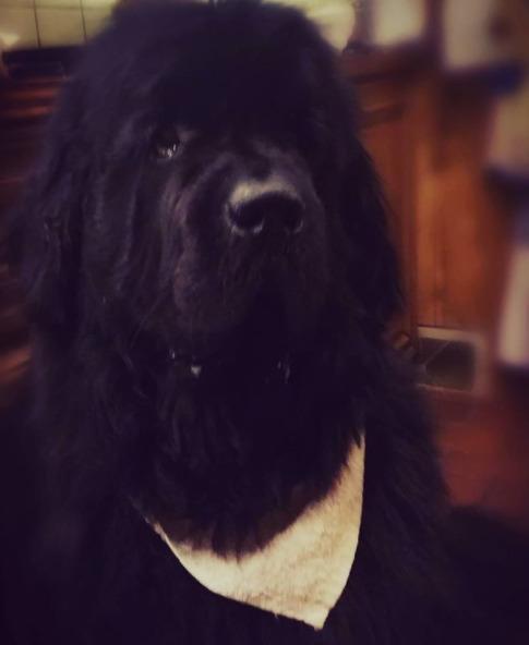 Newfoundlænder bjørn billede 13