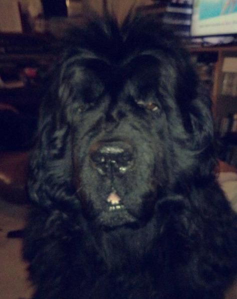 Newfoundlænder bjørn billede 14