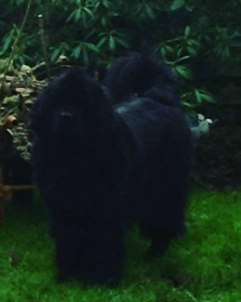 Newfoundlænder bjørn billede 15