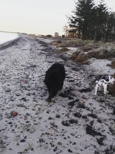 Newfoundlænder bjørn billede 17