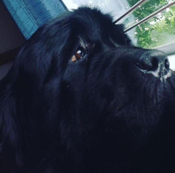 Newfoundlænder bjørn billede 19