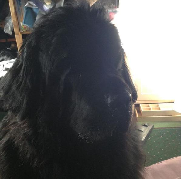 Newfoundlænder bjørn billede 20