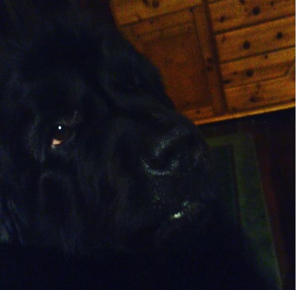 Newfoundlænder bjørn billede 21