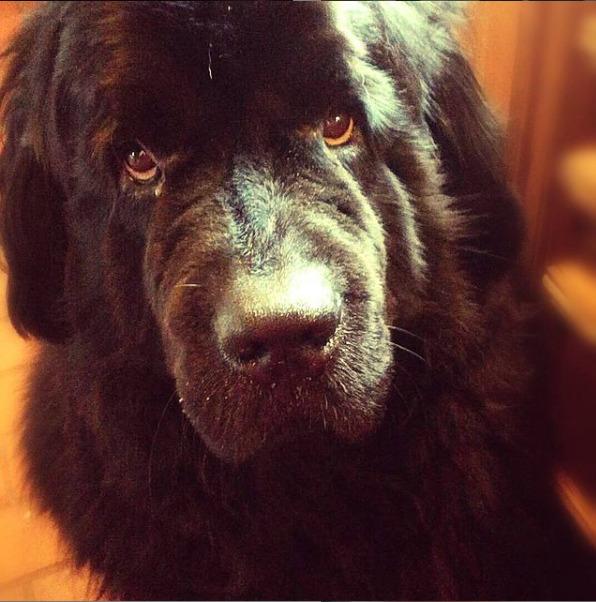 Newfoundlænder bjørn billede 22