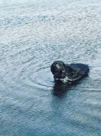 Newfoundlænder bjørn billede 5