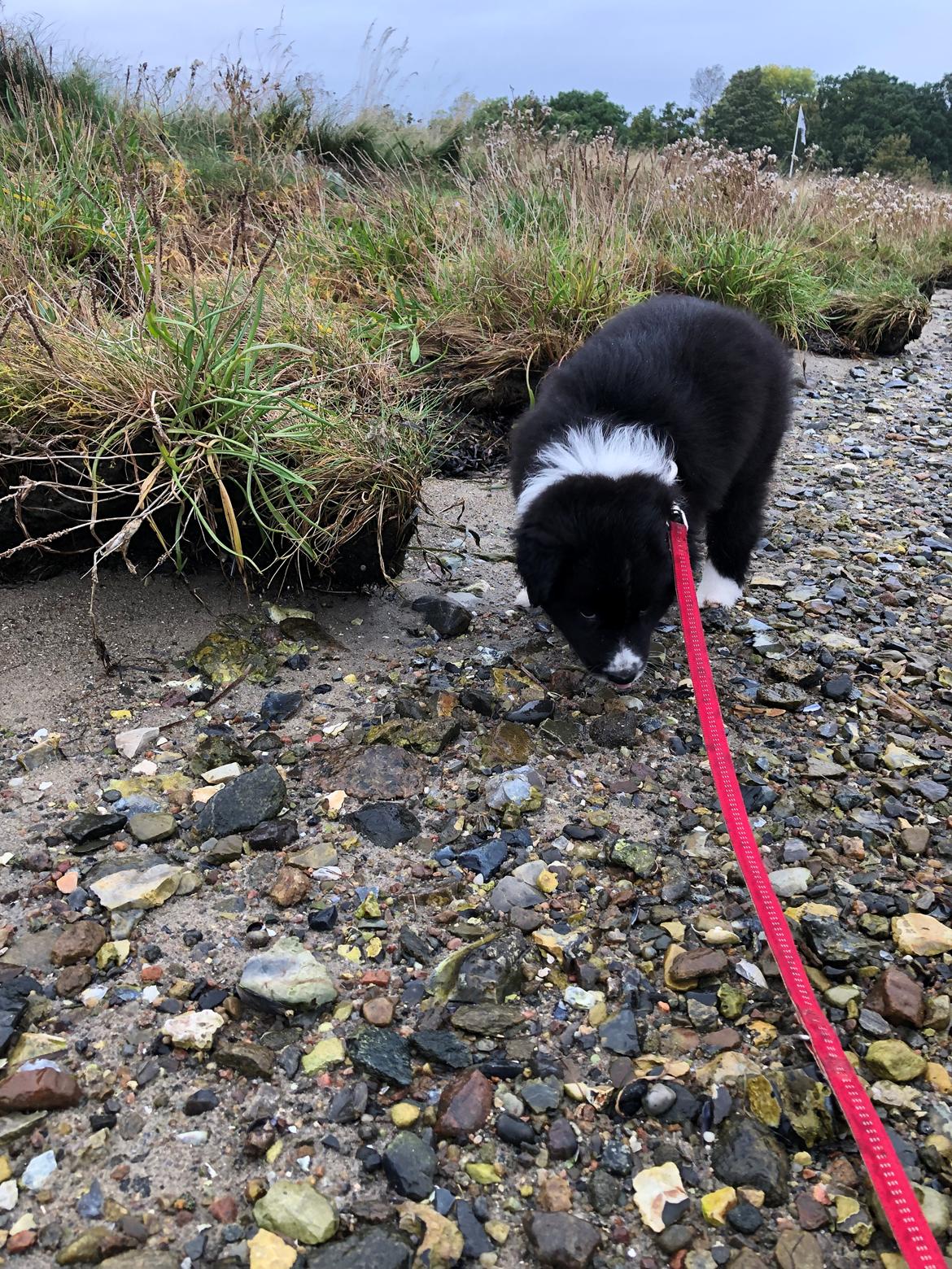 Blanding af racer Mowgli billede 1