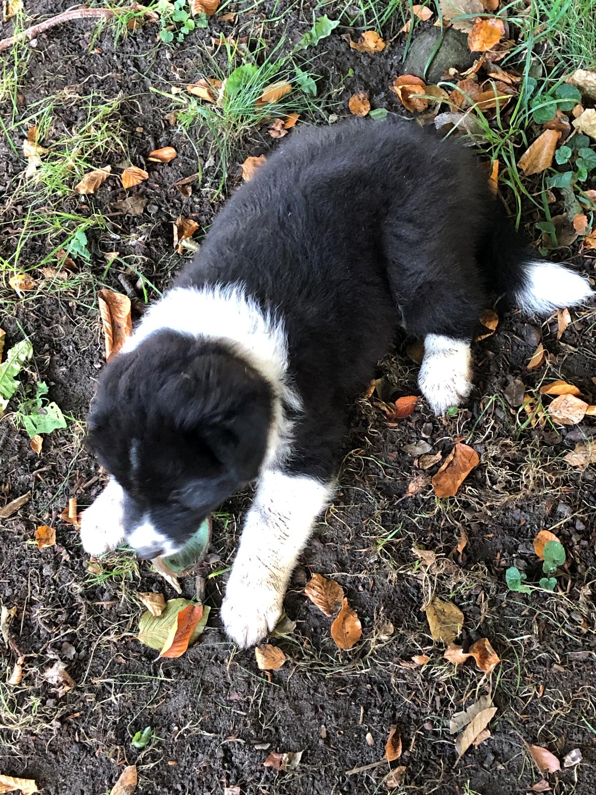 Blanding af racer Mowgli billede 3