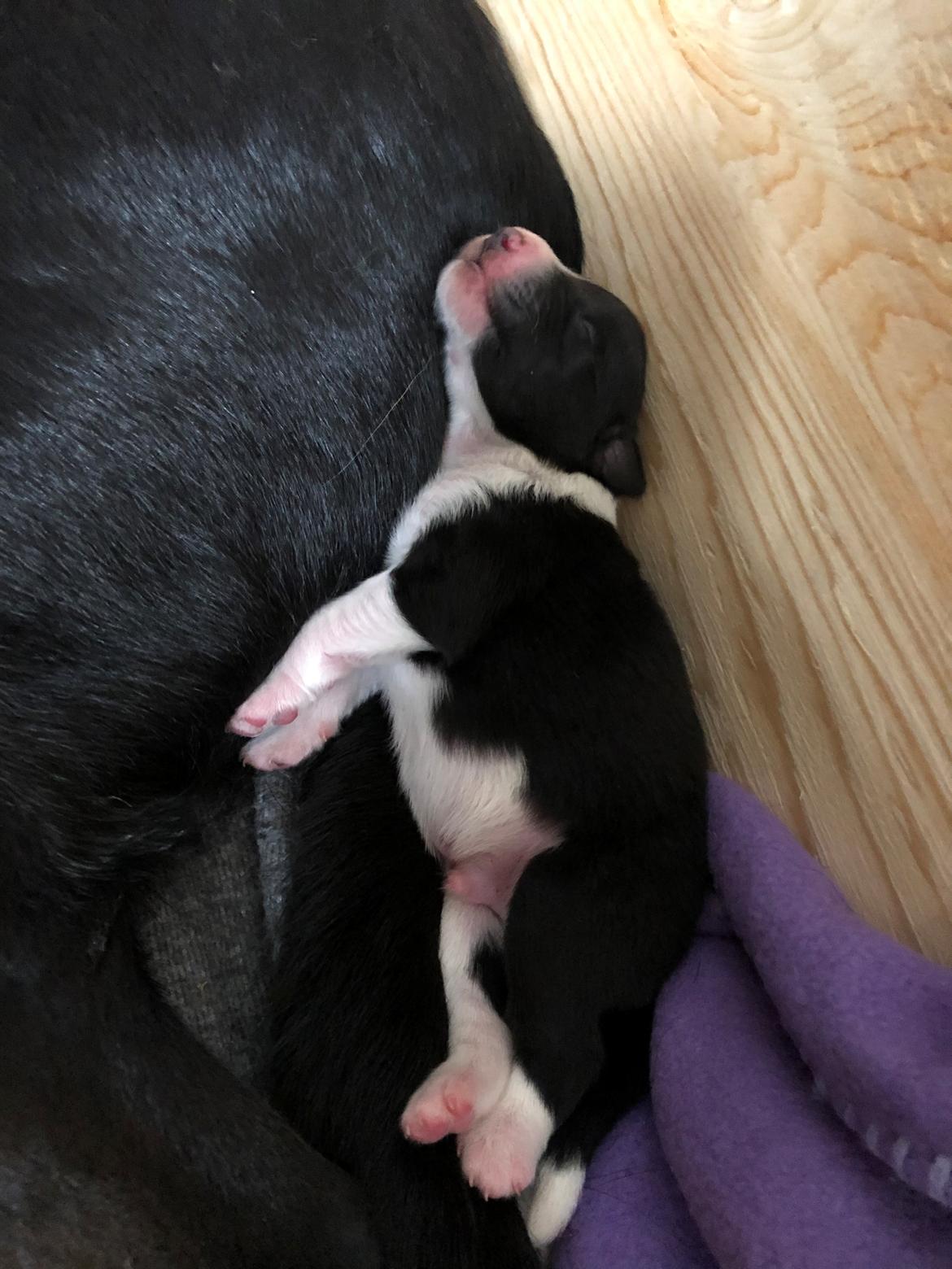 Blanding af racer Mowgli billede 4