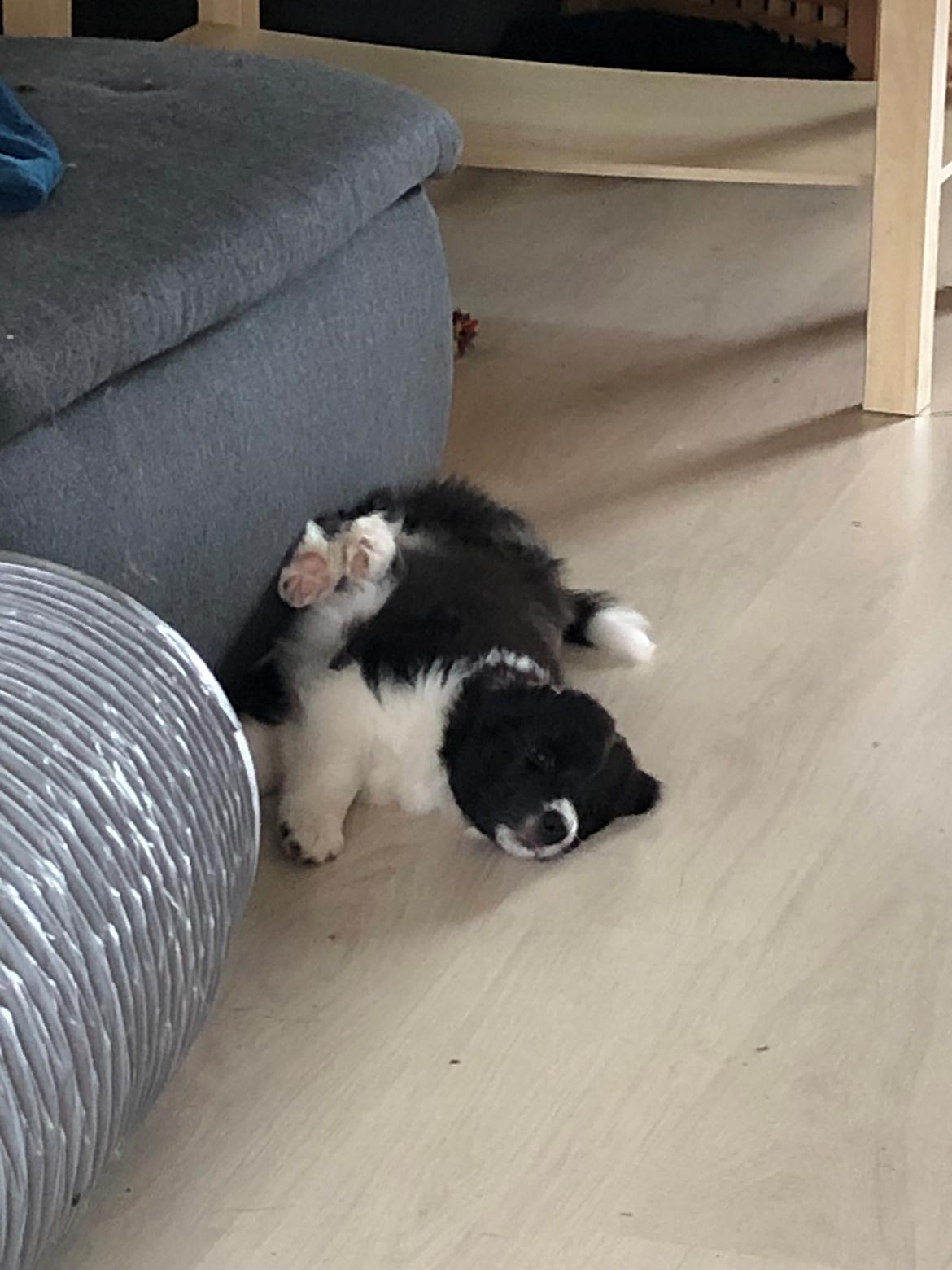 Blanding af racer Mowgli billede 2