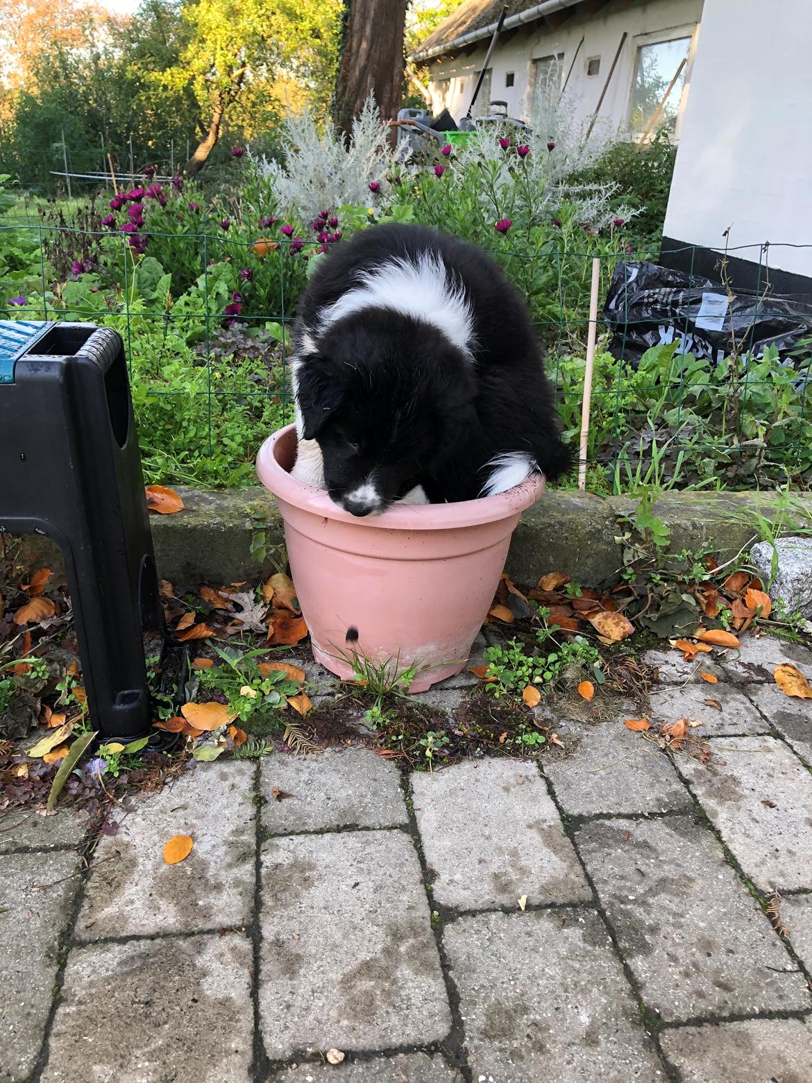 Blanding af racer Mowgli billede 5