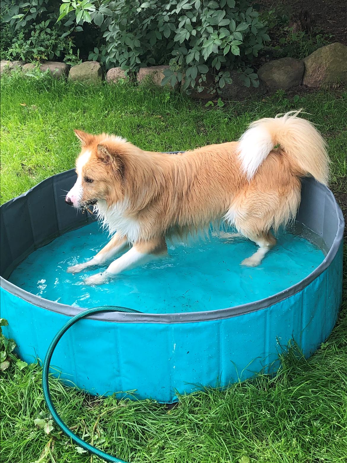 Blanding af racer Hammy billede 1