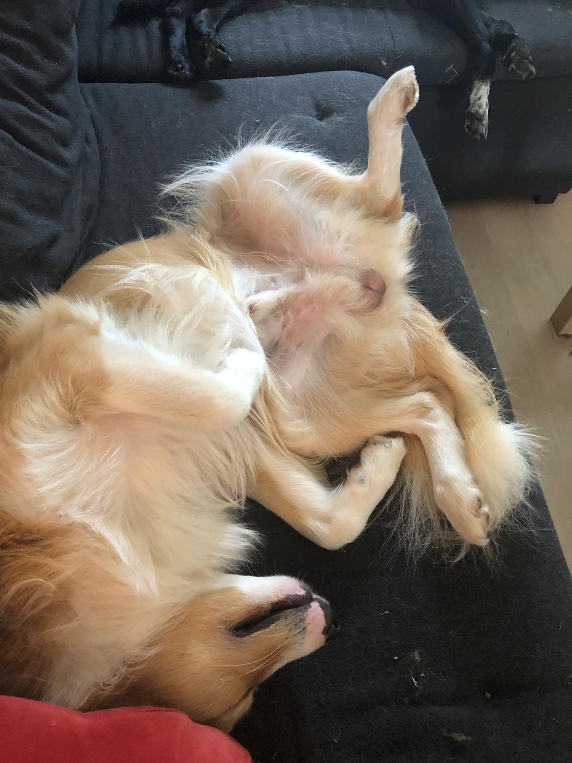 Blanding af racer Hammy billede 5