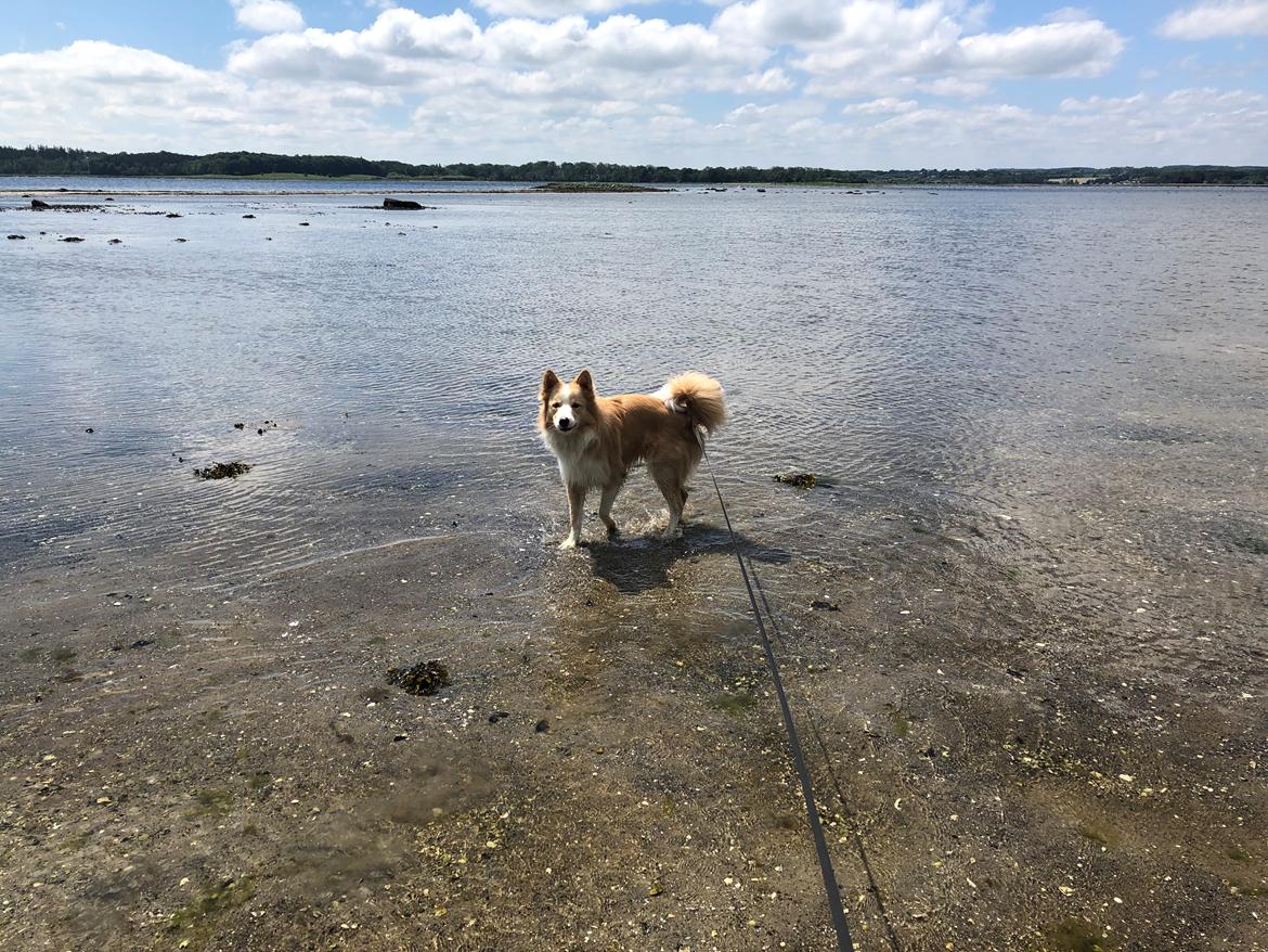 Blanding af racer Hammy billede 3