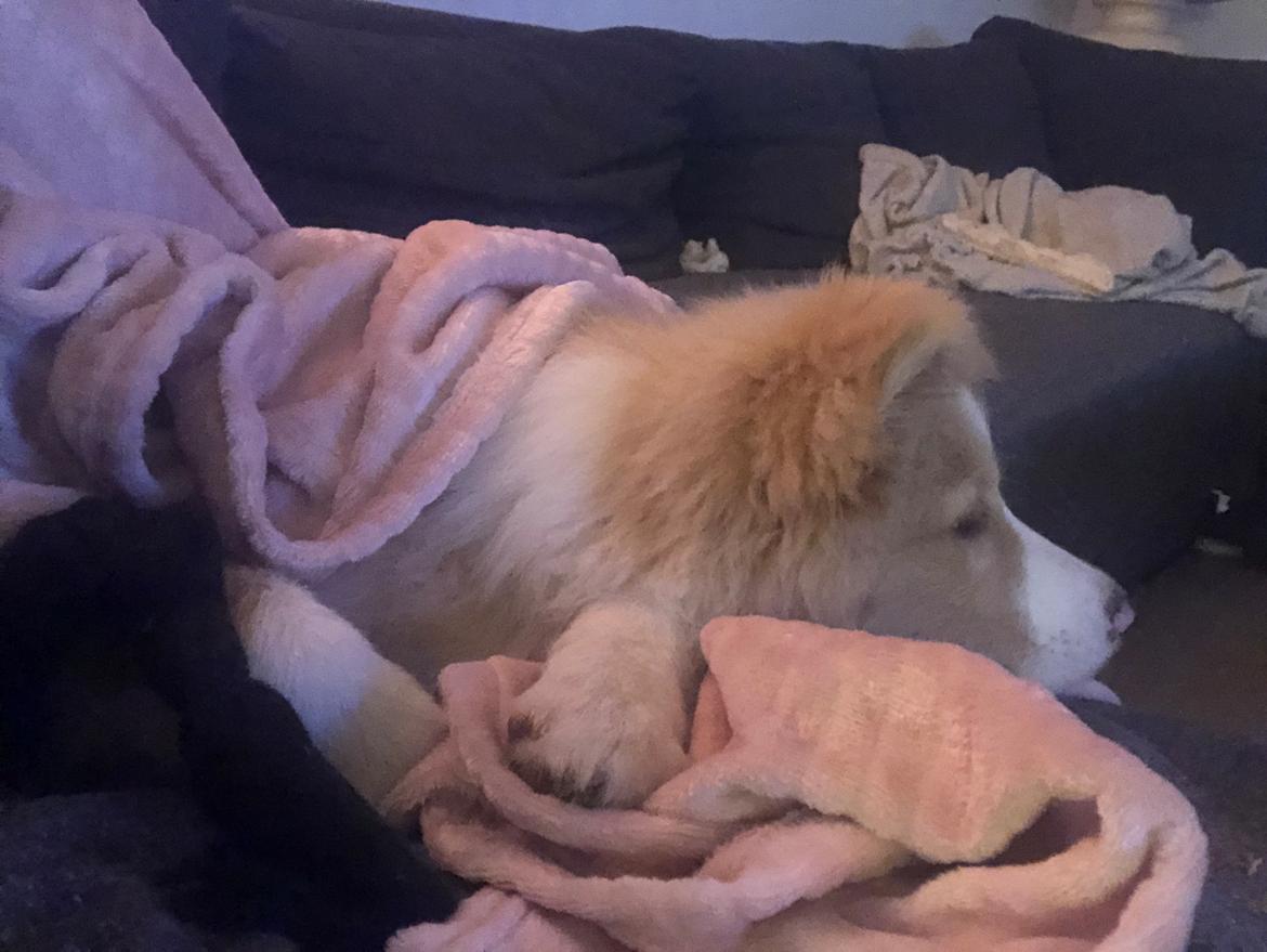 Blanding af racer Hammy billede 4