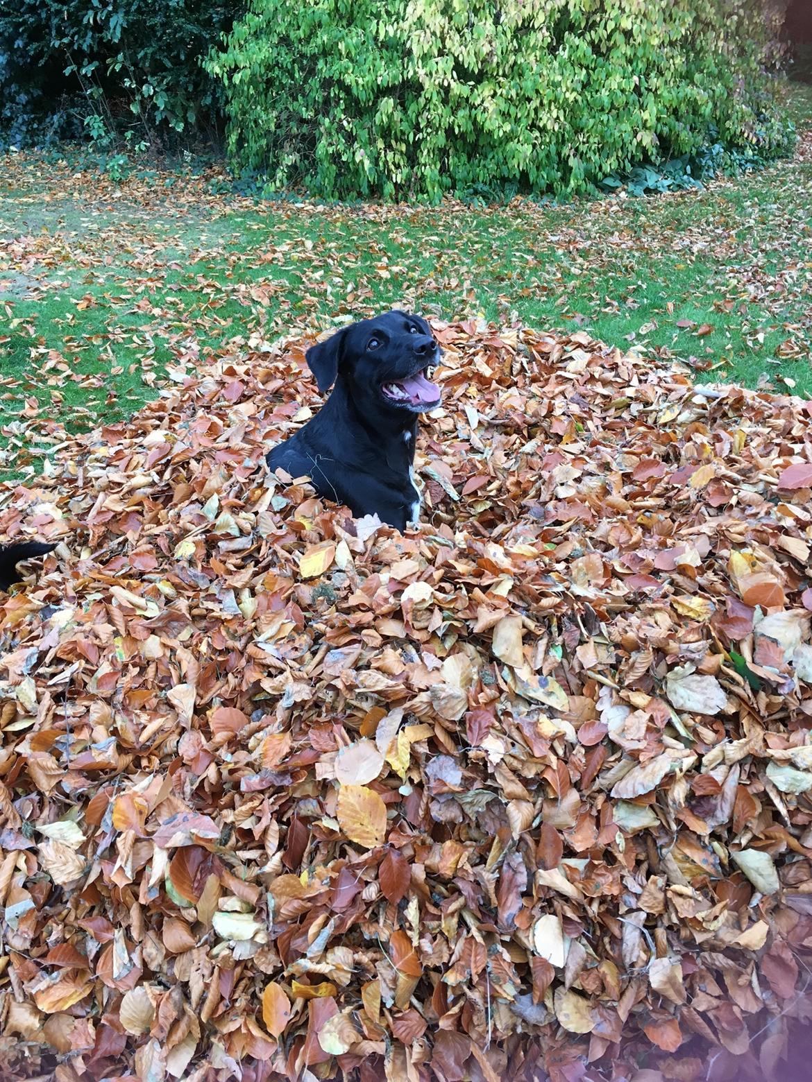 Blanding af racer Bell billede 2