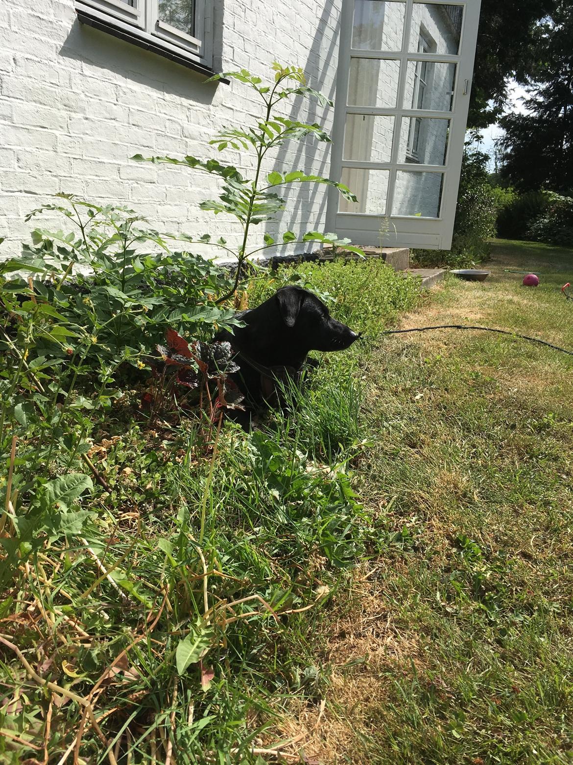 Blanding af racer Bell billede 3