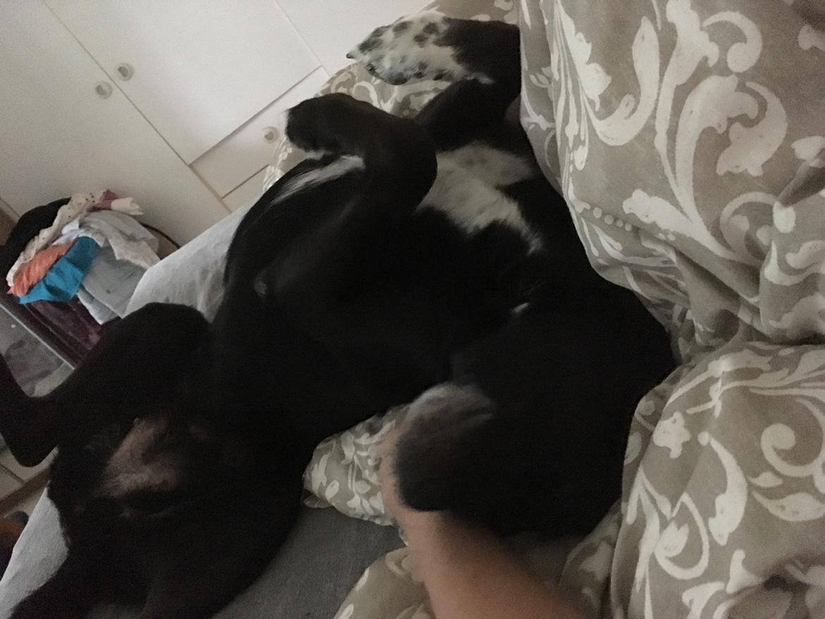 Blanding af racer Bell billede 4