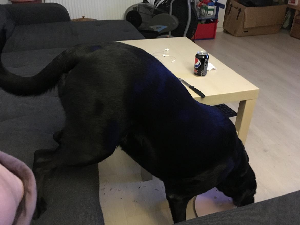 Blanding af racer Bell billede 5